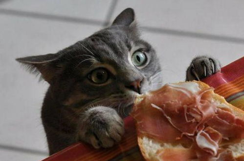 爆笑貓咪偷吃搞怪合集,小吃貨貓咪全身的每一個細(xì)胞都在大喊,誰都不阻止朕吃