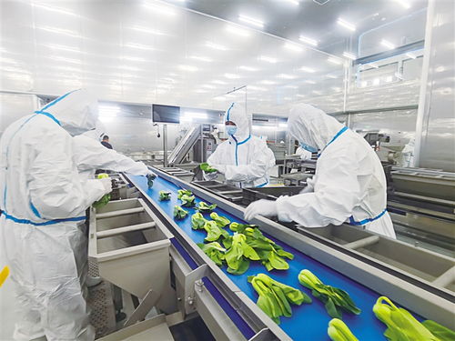 打造國內(nèi)首批現(xiàn)代化凈菜加工樣板生產(chǎn)基地 探訪永登甘味安全凈菜超級工廠