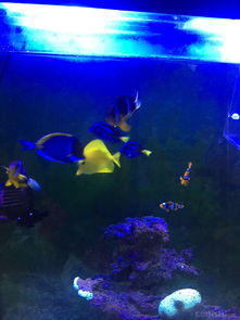 昌平北七家海水魚友出養定老魚，限同城打包自提，共探海水養殖技術交流
