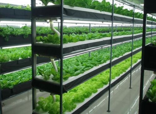 未來農業科技三個突破點 植物工廠 智慧農業 功能食品